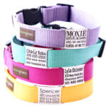 Engraved Nameplate Dog Collar  - Personalized with 27 color choices