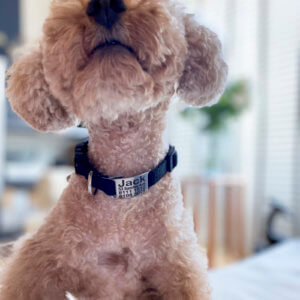 poodle name plate dog collar