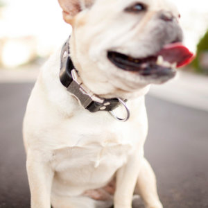 French Bulldog Leather Dog Collar