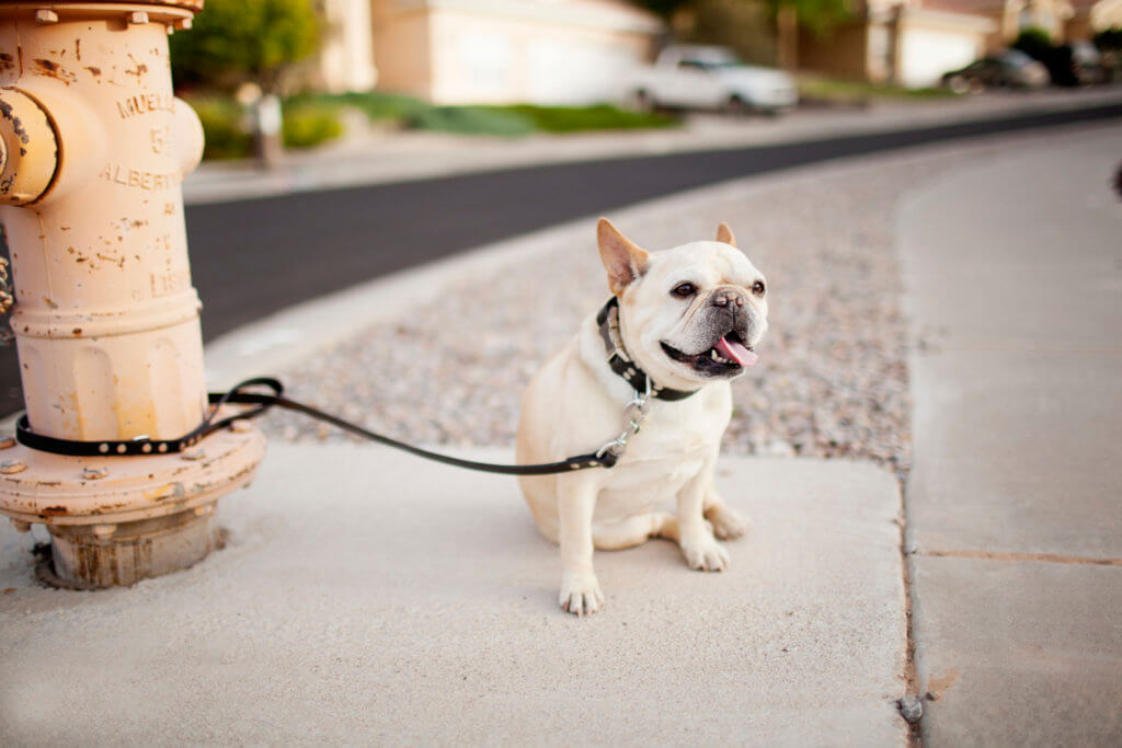 French Bulldog Leather Dog Collar
