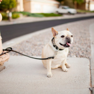 French Bulldog Leather Dog Collar