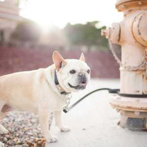 French Bulldog Leather Dog Collar