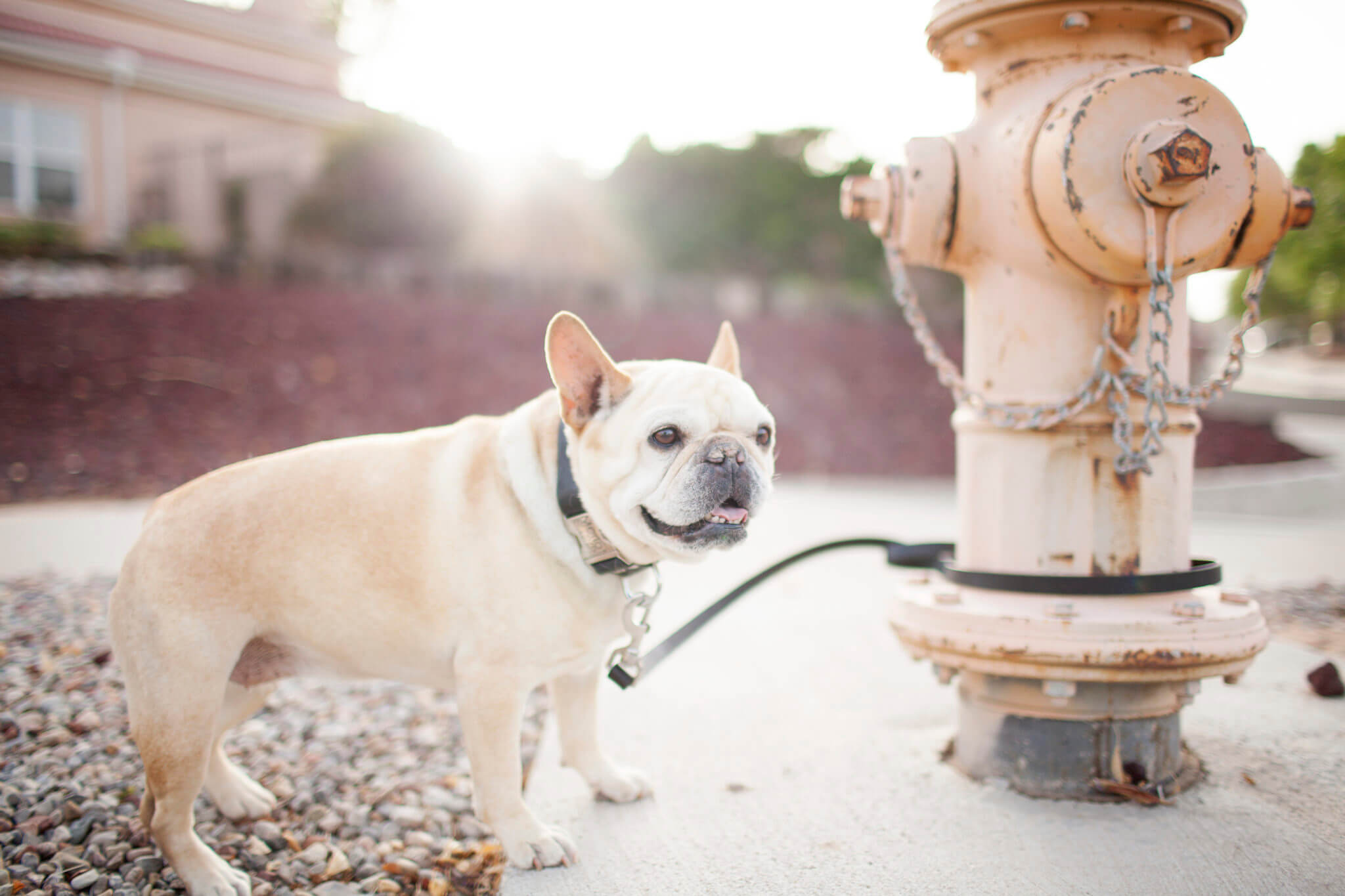 A Hermes Leather and Brass Dog Collar at 1stDibs