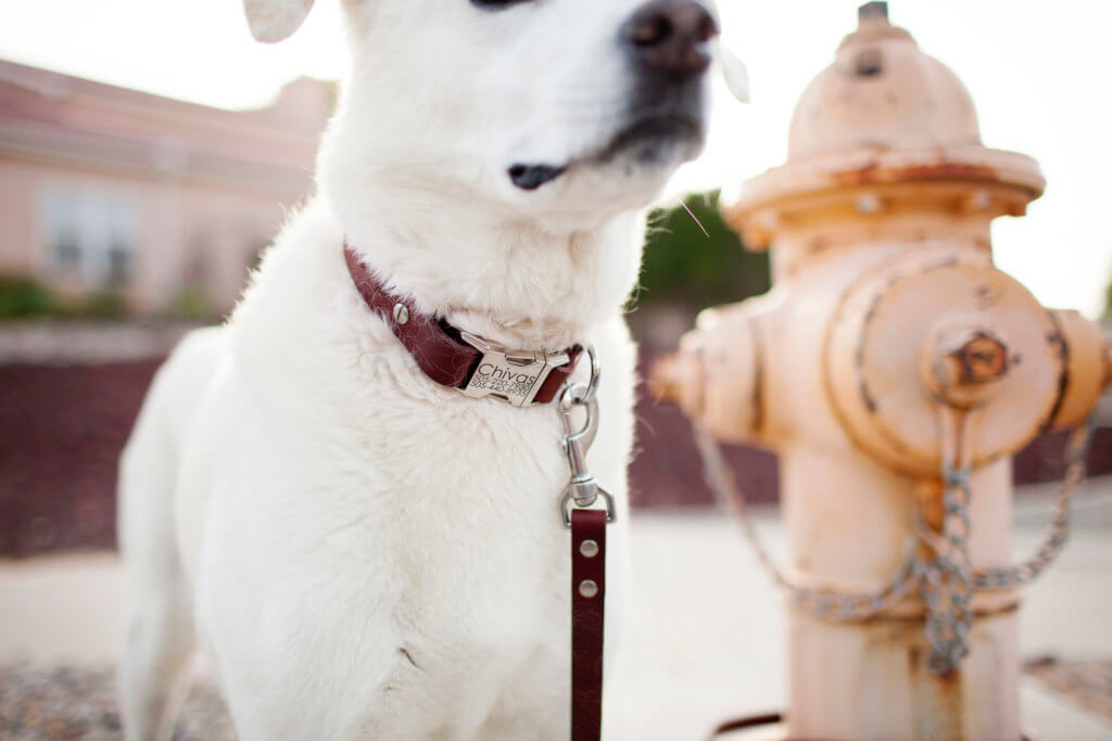 Personalized Leather Dog Collar