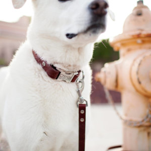 Personalized Leather Dog Collar
