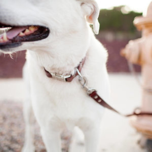 Personalized Leather Dog Collar