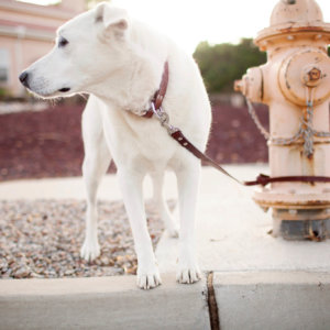 Personalized Leather Dog Collar