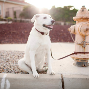 Personalized Leather Dog Collar