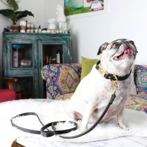 Black leather dog collar Pug