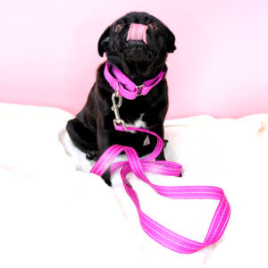 pug reflective pink dog collar