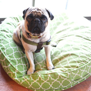 Leather dog collar PUG
