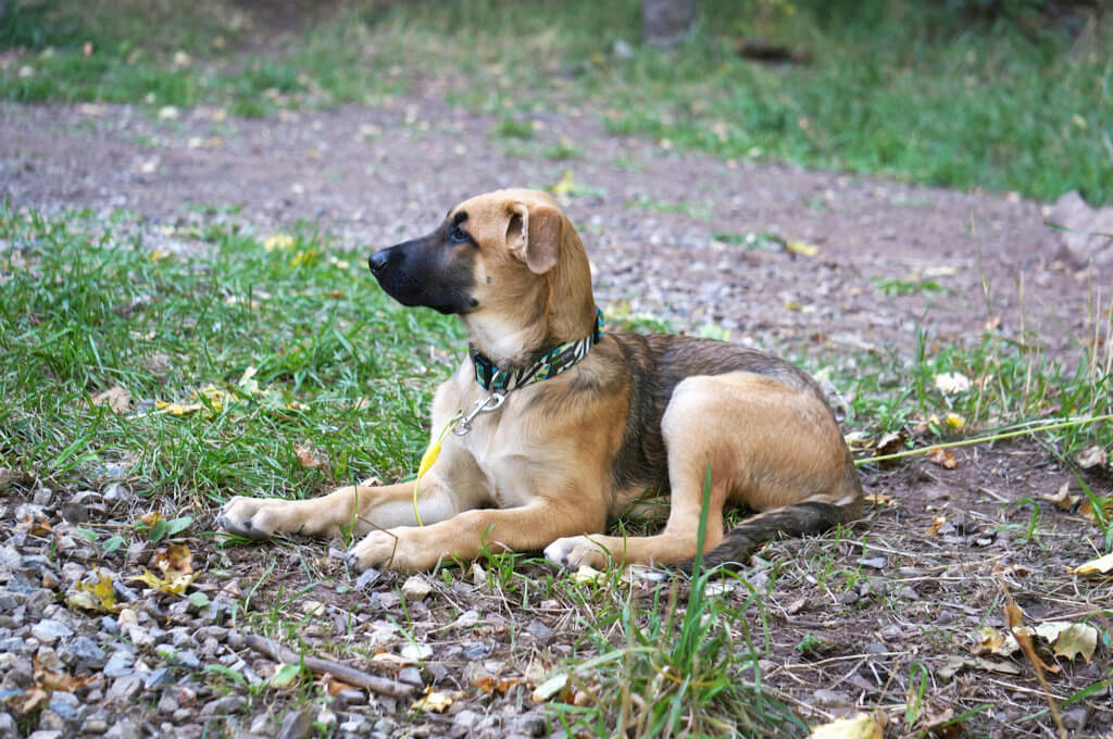 German Shepard dog collar