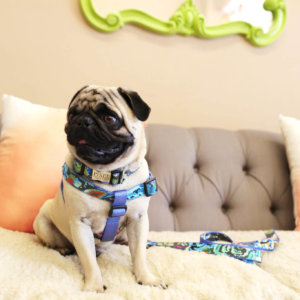 Pug dog collar