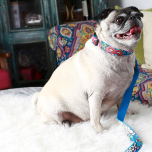 Pug Dog collar