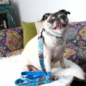 Pug Blue Floral Dog Collar