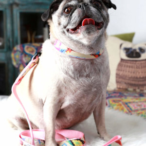 Pug Pink Dog Collar