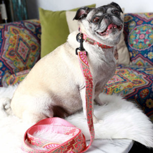 Pug in Paisley dog collar