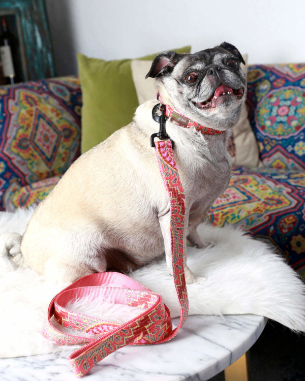 Pug in Paisley dog collar