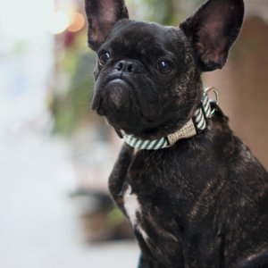 French Bulldog Collar