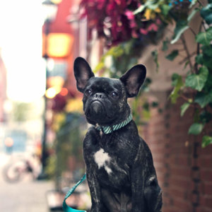 French Bulldog Collar