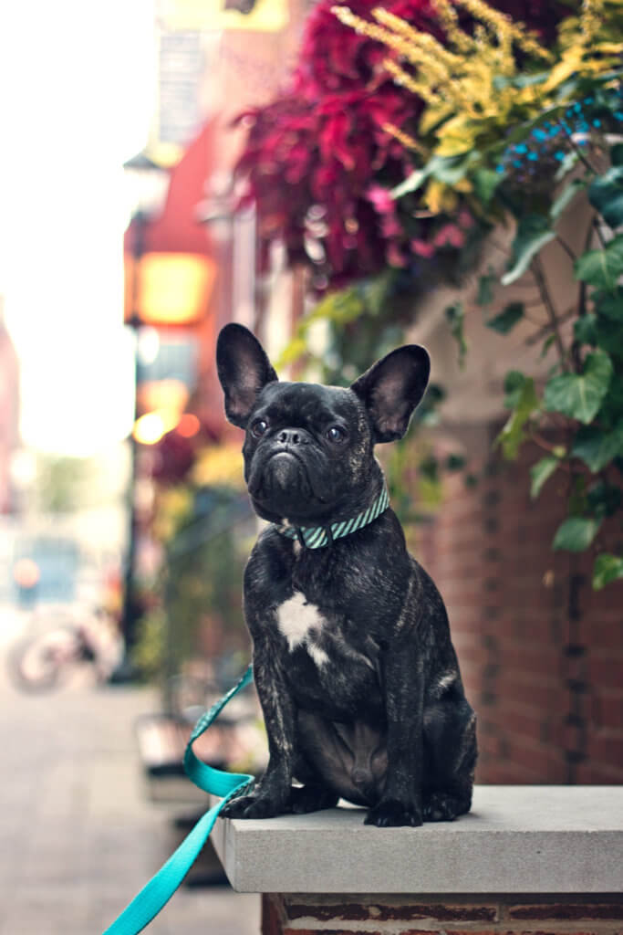 French Bulldog Collar