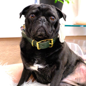 green leather dog collar on pug
