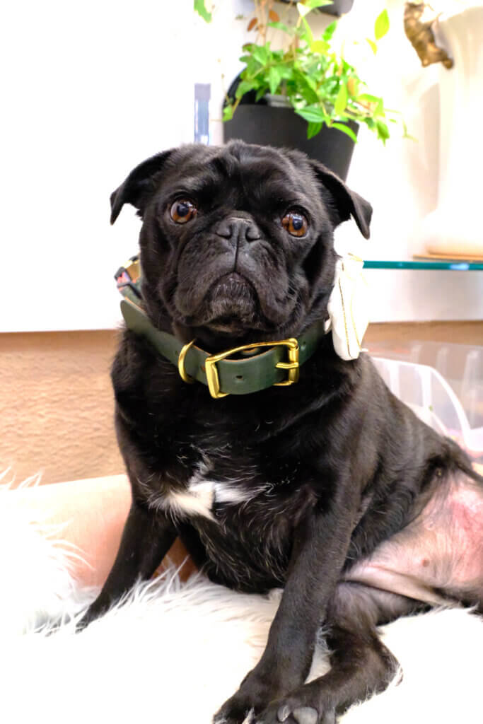 green leather dog collar on pug