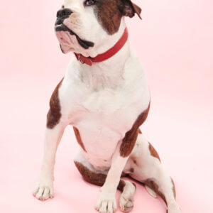 red leather dog collar bulldog