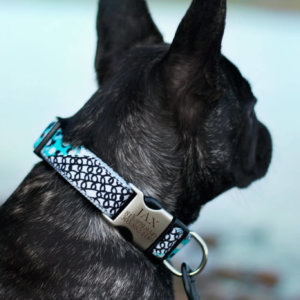 French Bulldog Collar