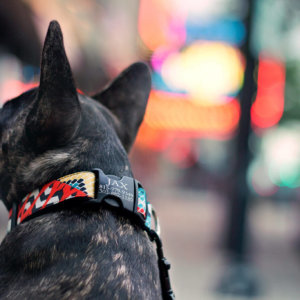 French bulldog feather dog collar