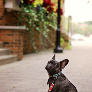 French bulldog feather dog collar