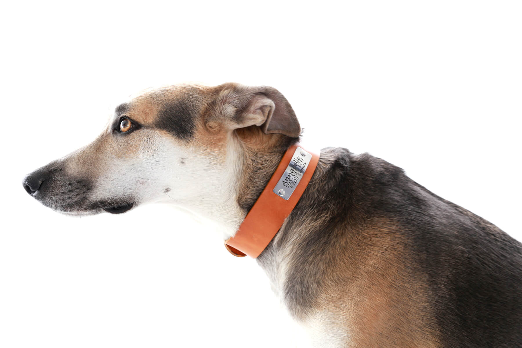 Designer Dog Collars, Leather Dog Collars