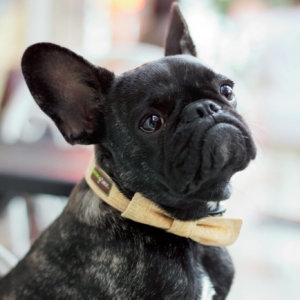 French Bulldog with linen dog collar bowtie