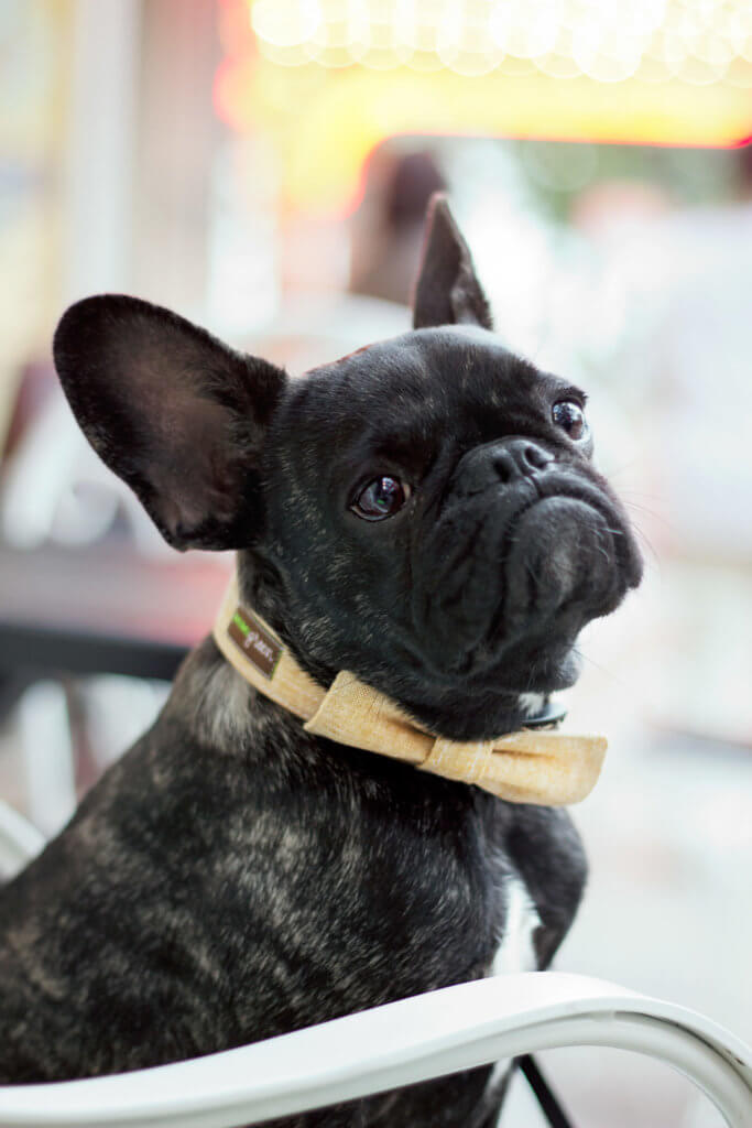 French Bulldog with linen dog collar bowtie
