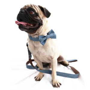 Pug with linen dog collar bowtie