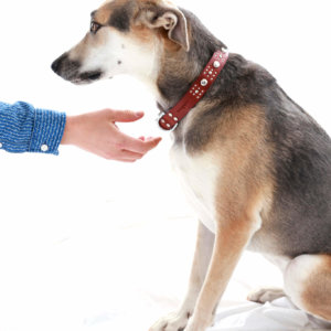 dog in leather collar