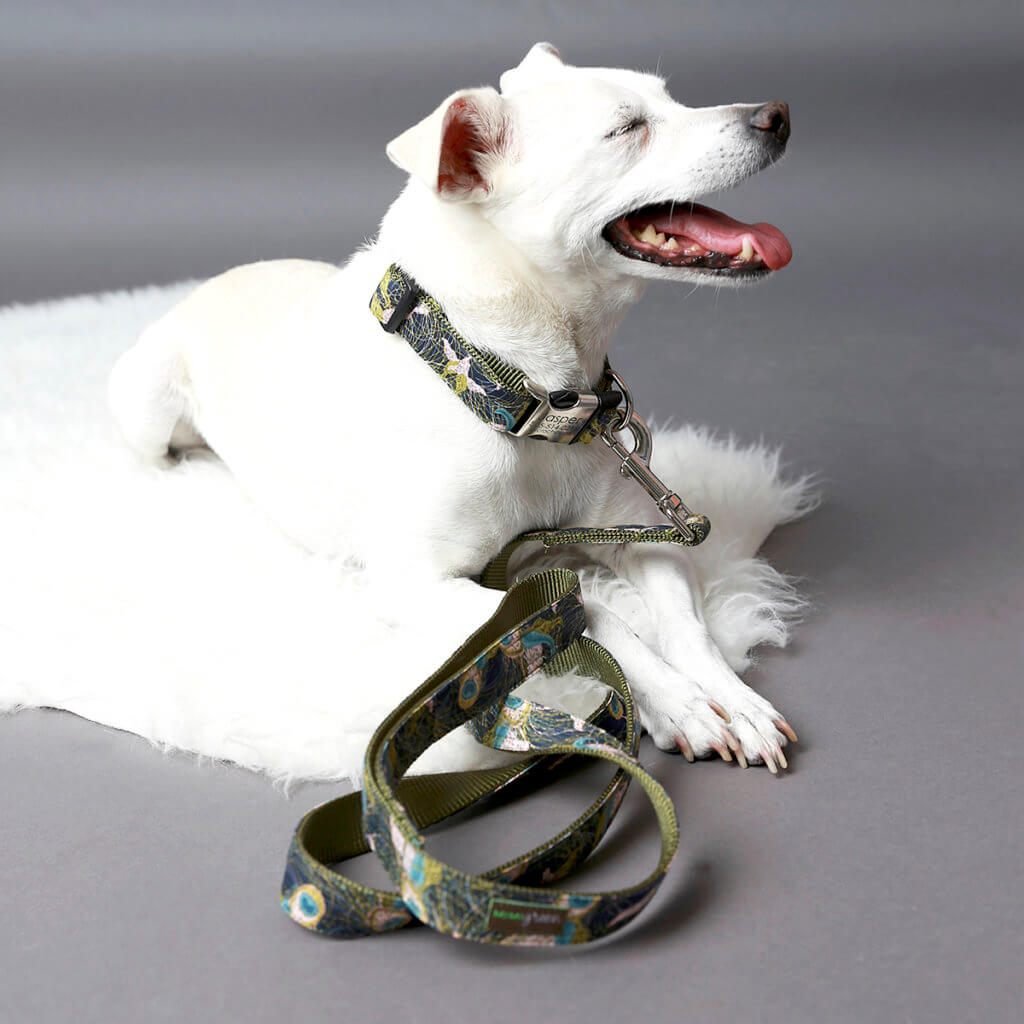 Jack Russel terrier in designer dog collar