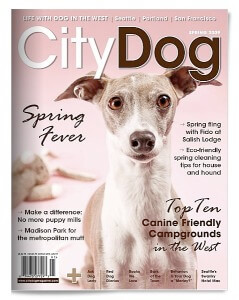 citydog2