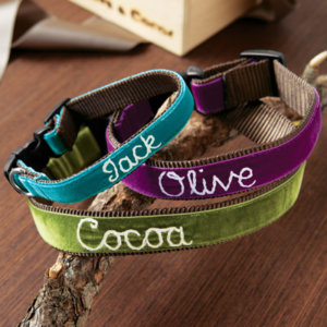 DD Zack, Olive, or Hunter Personalized Velvet Dog Collar