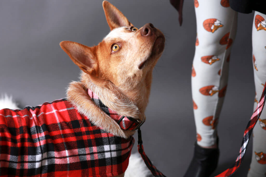 Cattle Dog Collar