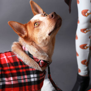 Flannel PJs Dog Collar on red heeler