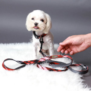 maltese in flannel dog collar_1786