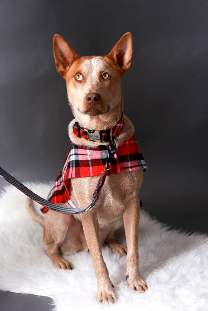 Heeler dog collar fox in a jacket and flannel pjs collar