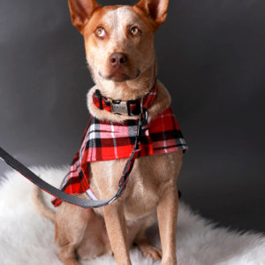 Heeler in flannel dog collar