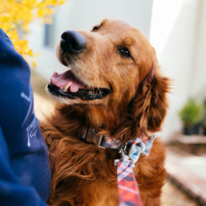 golden retriever flannel pjs leash collar bow tie