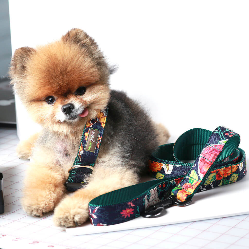 Pomeranian dog collar