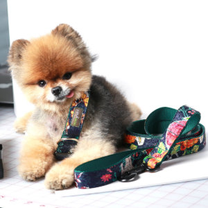 Pomeranian dog collar