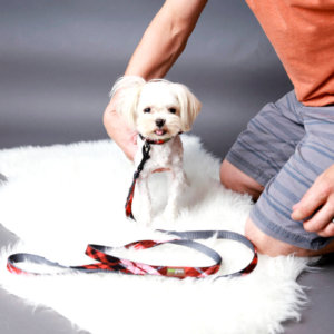 Maltese Dog Collar