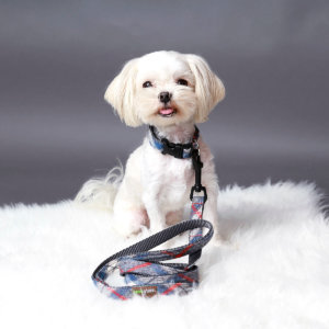 Maltese Dog Collar