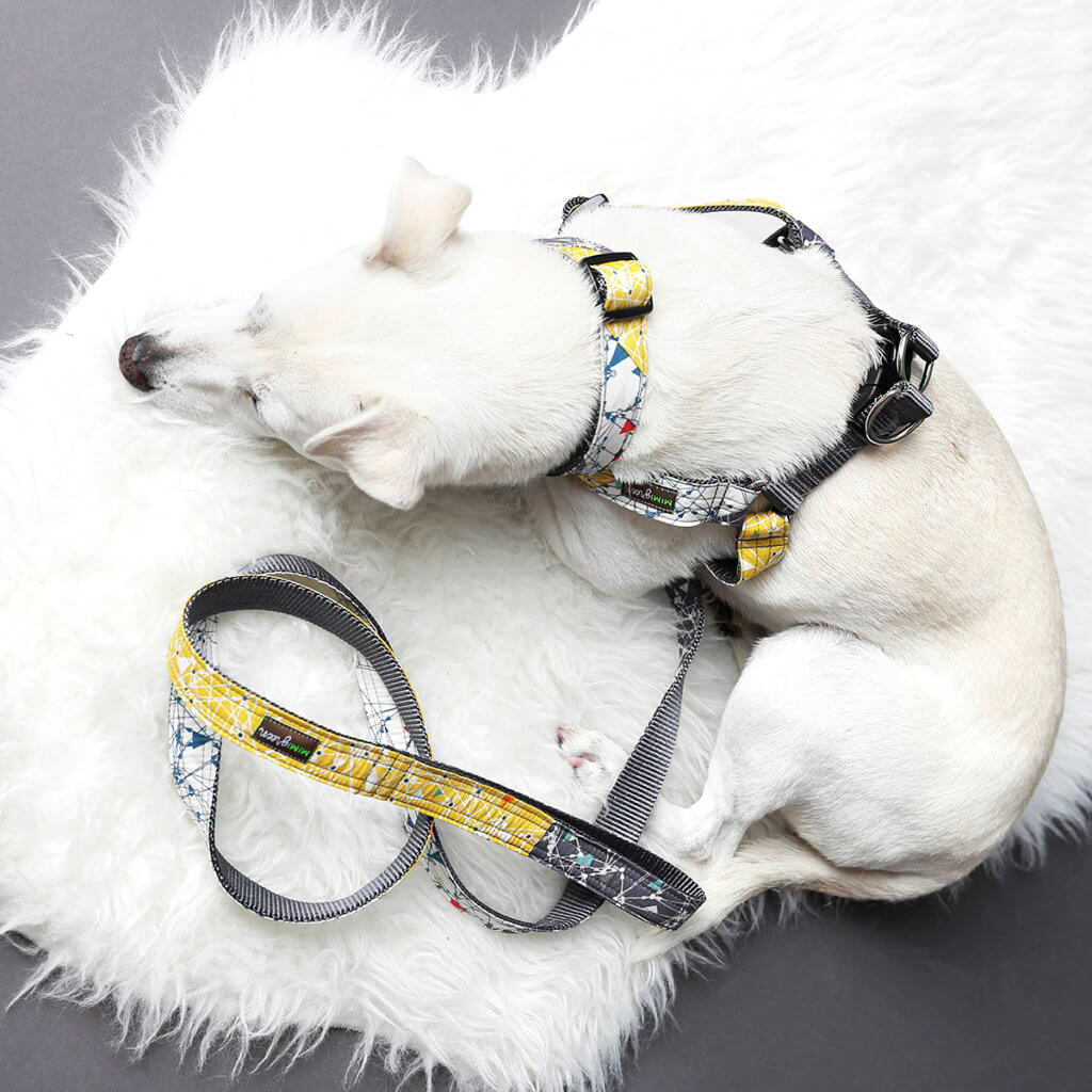 Jack Russell Terrier in Albert Dog Collar